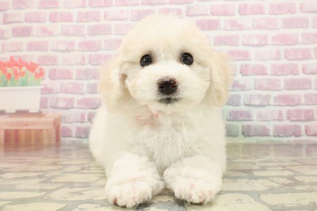 広島県のビションフリーゼ (Coo&RIKUゆめタウン大竹店/2025年9月2日生まれ/女の子/ホワイト)の子犬の1枚目の画像