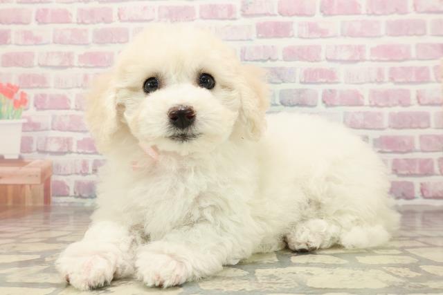 広島県のビションフリーゼ (Coo&RIKUゆめタウン大竹店/2025年9月2日生まれ/女の子/ホワイト)の子犬の2枚目の画像