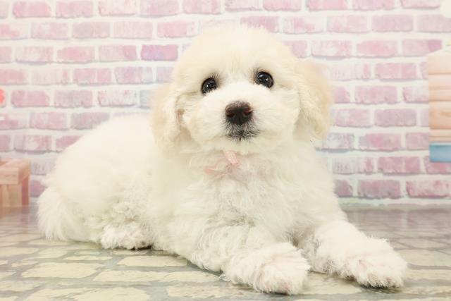 広島県のビションフリーゼ (Coo&RIKUゆめタウン大竹店/2025年9月2日生まれ/女の子/ホワイト)の子犬の3枚目の画像