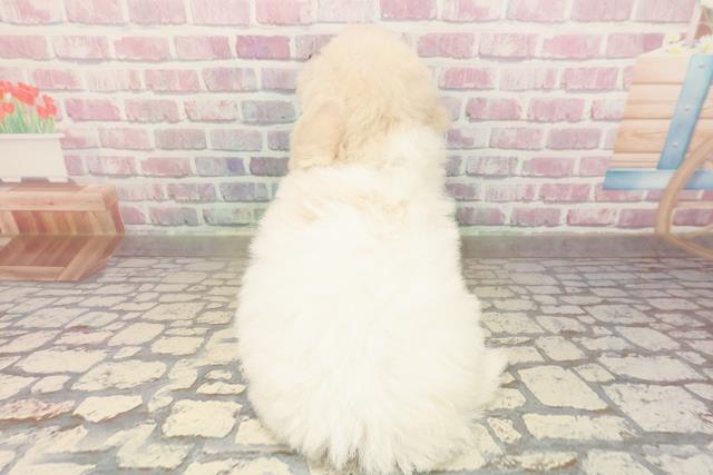 広島県のビションフリーゼ (Coo&RIKUゆめタウン大竹店/2025年9月2日生まれ/女の子/ホワイト)の子犬の4枚目の画像