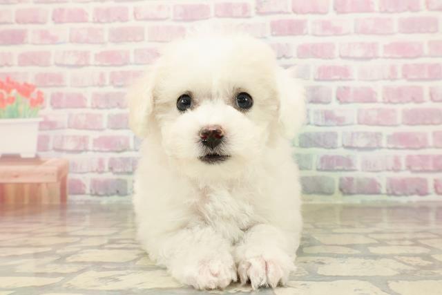 愛媛県のビションフリーゼ (Coo&RIKU愛媛松山店/2025年9月2日生まれ/女の子/ホワイト)の子犬の1枚目の画像