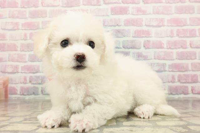 愛媛県のビションフリーゼ (Coo&RIKU愛媛松山店/2025年9月2日生まれ/女の子/ホワイト)の子犬の2枚目の画像