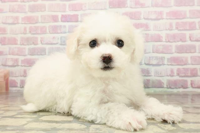 愛媛県のビションフリーゼ (Coo&RIKU愛媛松山店/2025年9月2日生まれ/女の子/ホワイト)の子犬の3枚目の画像