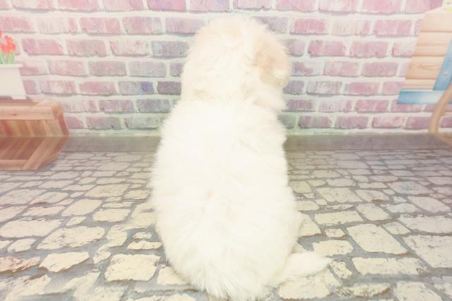 愛媛県のビションフリーゼ (Coo&RIKU愛媛松山店/2025年9月2日生まれ/女の子/ホワイト)の子犬の4枚目の画像