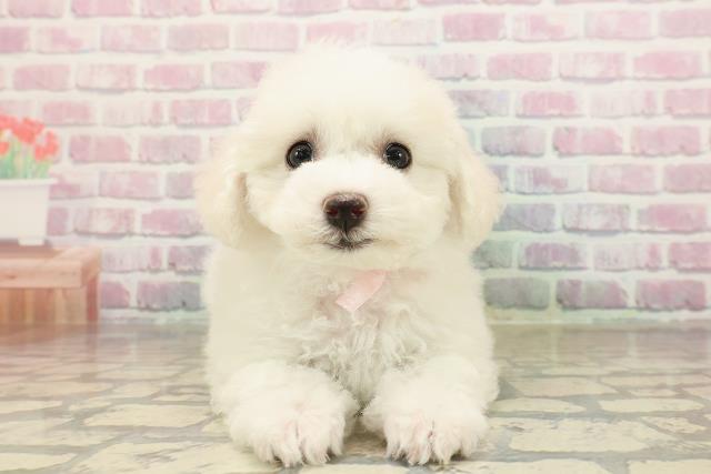 ビション・フリーゼ