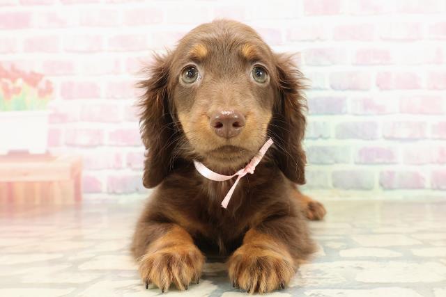 広島県のミニチュアダックスフンド(ロング) (Coo&RIKU広島中央店/2025年8月22日生まれ/女の子/チョコレートタン)の子犬の1枚目の画像