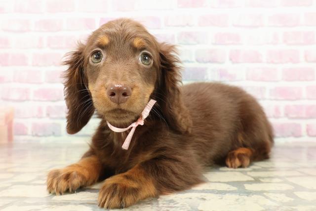 広島県のミニチュアダックスフンド(ロング) (Coo&RIKU広島中央店/2025年8月22日生まれ/女の子/チョコレートタン)の子犬の2枚目の画像