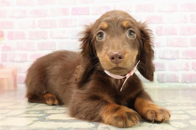 広島県のミニチュアダックスフンド(ロング) (Coo&RIKU広島中央店/2025年8月22日生まれ/女の子/チョコレートタン)の子犬の3枚目の画像