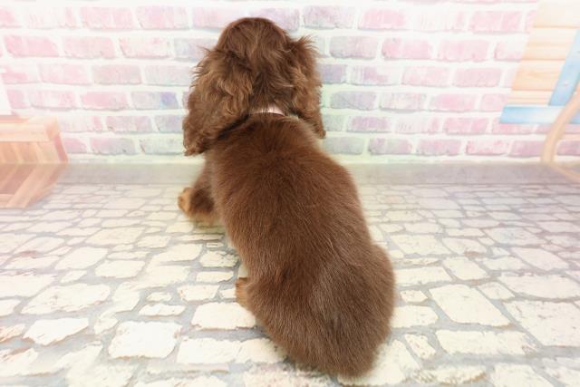 広島県のミニチュアダックスフンド(ロング) (Coo&RIKU広島中央店/2025年8月22日生まれ/女の子/チョコレートタン)の子犬の4枚目の画像