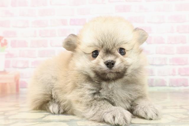 東京都のポメチワ/チワポメ/ポメチー(ポメラニアン×チワワ) (Coo&RIKU大久保店/2025年8月30日生まれ/男の子/ウルフセーブル)の子犬の3枚目の画像