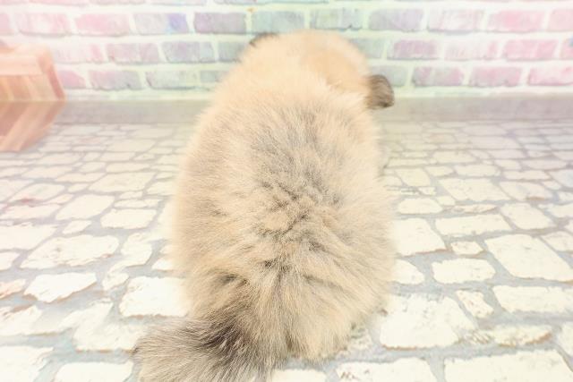 東京都のポメチワ/チワポメ/ポメチー(ポメラニアン×チワワ) (Coo&RIKU大久保店/2025年8月30日生まれ/男の子/ウルフセーブル)の子犬の4枚目の画像