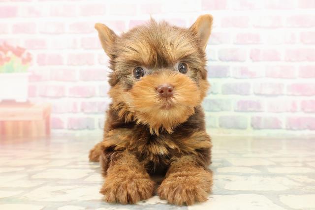東京都のヨークシャーテリア (Coo&RIKU中野サンモール店/2025年9月2日生まれ/男の子/チョコレートタン)の子犬の1枚目の画像