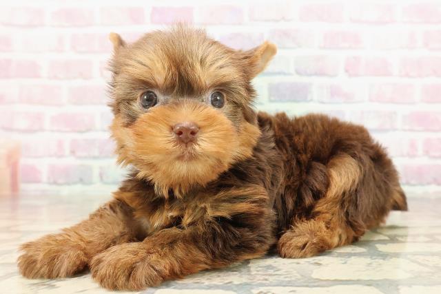 東京都のヨークシャーテリア (Coo&RIKU中野サンモール店/2025年9月2日生まれ/男の子/チョコレートタン)の子犬の2枚目の画像