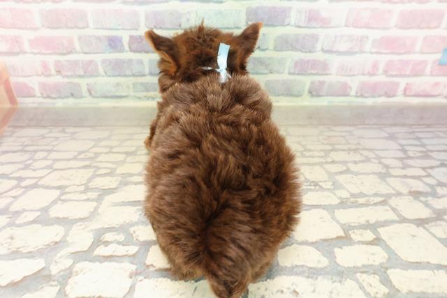 東京都のヨークシャーテリア (Coo&RIKU中野サンモール店/2025年9月2日生まれ/男の子/チョコレートタン)の子犬の4枚目の画像