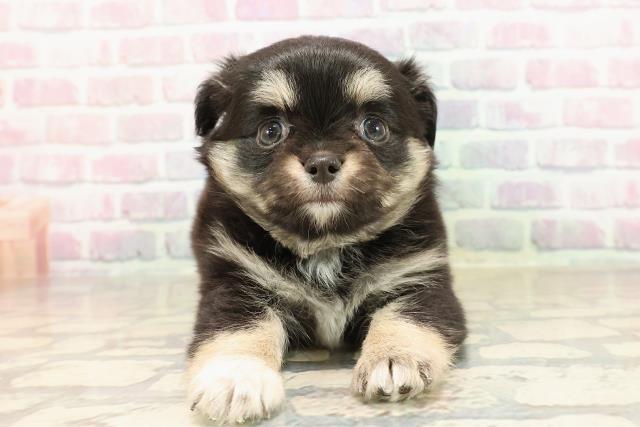 東京都のチワワ(ロング) (Coo&RIKU武蔵小山店/2025年9月2日生まれ/女の子/ブラックタンホワイト)の子犬の1枚目の画像