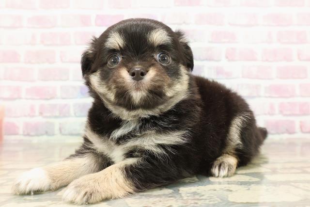 東京都のチワワ(ロング) (Coo&RIKU武蔵小山店/2025年9月2日生まれ/女の子/ブラックタンホワイト)の子犬の2枚目の画像