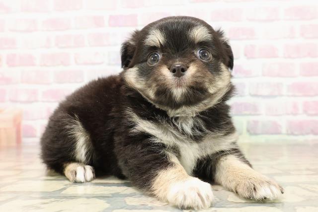 東京都のチワワ(ロング) (Coo&RIKU武蔵小山店/2025年9月2日生まれ/女の子/ブラックタンホワイト)の子犬の3枚目の画像