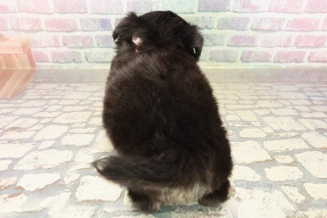 東京都のチワワ(ロング) (Coo&RIKU武蔵小山店/2025年9月2日生まれ/女の子/ブラックタンホワイト)の子犬の4枚目の画像