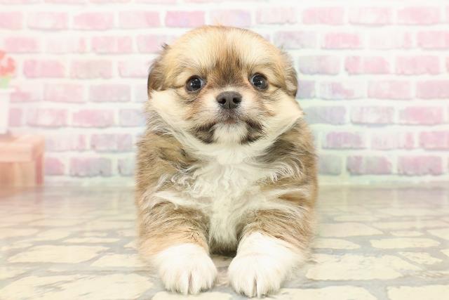 東京都のチワワ(ロング) (Coo&RIKU秋葉原店/2025年9月2日生まれ/女の子/レッドホワイト)の子犬の1枚目の画像