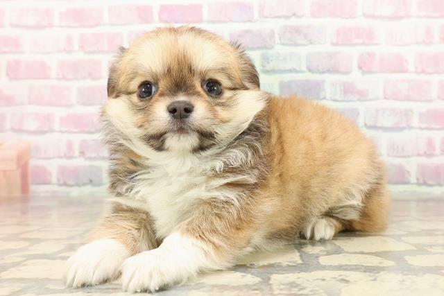 東京都のチワワ(ロング) (Coo&RIKU秋葉原店/2025年9月2日生まれ/女の子/レッドホワイト)の子犬の2枚目の画像