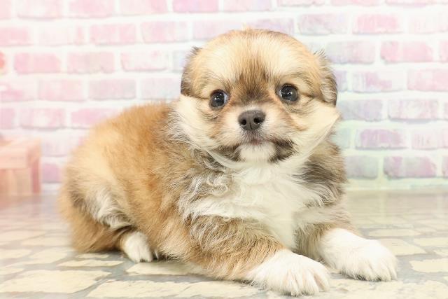 東京都のチワワ(ロング) (Coo&RIKU秋葉原店/2025年9月2日生まれ/女の子/レッドホワイト)の子犬の3枚目の画像