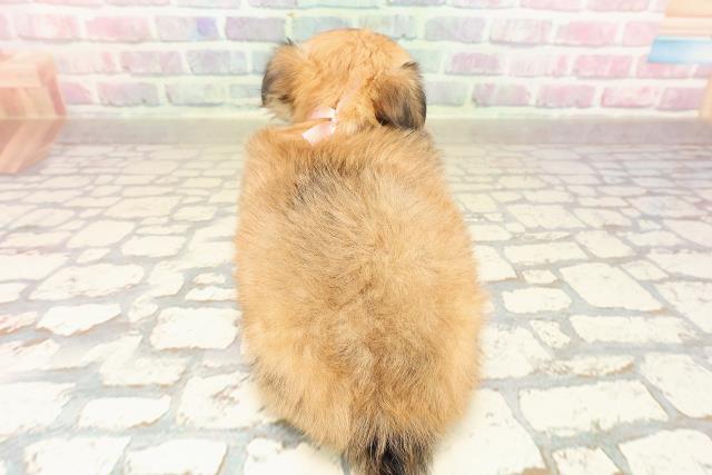 東京都のチワワ(ロング) (Coo&RIKU秋葉原店/2025年9月2日生まれ/女の子/レッドホワイト)の子犬の4枚目の画像