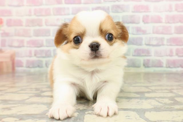 東京都のチワワ(ロング) (Coo&RIKU中野サンモール店/2025年9月2日生まれ/男の子/ホワイトレッド)の子犬の1枚目の画像