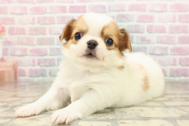 東京都のチワワ(ロング) (Coo&RIKU中野サンモール店/2025年9月2日生まれ/男の子/ホワイトレッド)の子犬の2枚目の画像