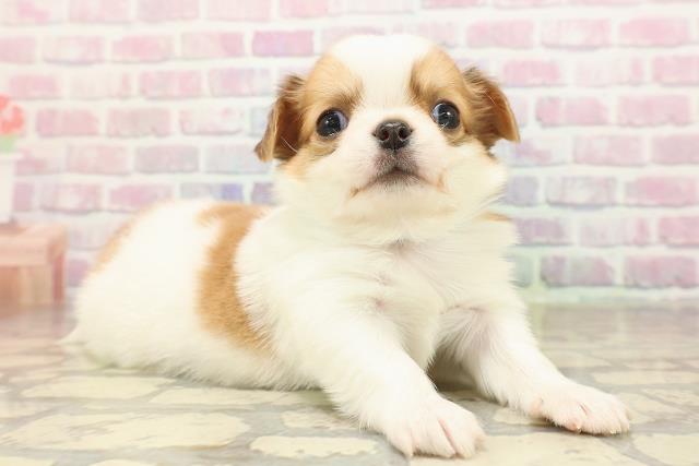 東京都のチワワ(ロング) (Coo&RIKU中野サンモール店/2025年9月2日生まれ/男の子/ホワイトレッド)の子犬の3枚目の画像