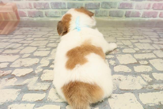 東京都のチワワ(ロング) (Coo&RIKU中野サンモール店/2025年9月2日生まれ/男の子/ホワイトレッド)の子犬の4枚目の画像