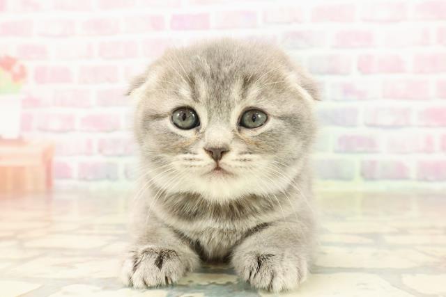 群馬県のスコティッシュフォールド (Coo&RIKU藤岡店/2025年9月2日生まれ/女の子/ブルータビー)の子猫