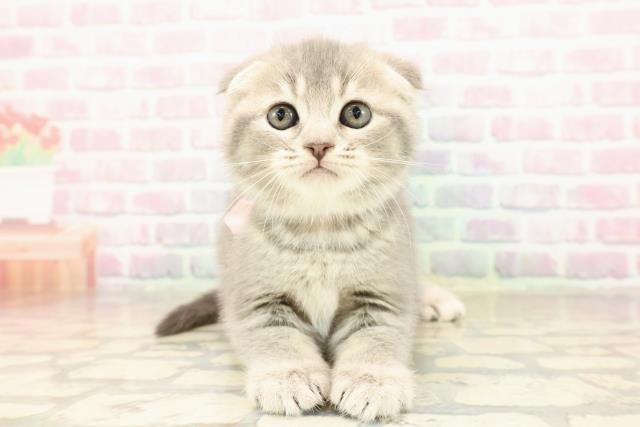 スコティッシュフォールド