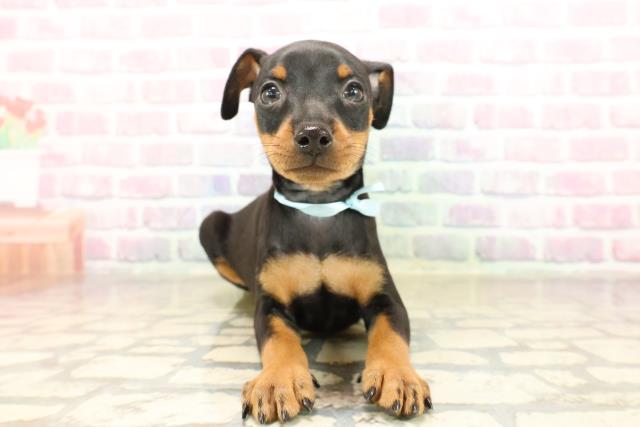 ミニチュア・ピンシャー