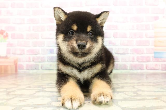 千葉県の柴犬(標準サイズ) (Coo&RIKU市原店/2025年8月24日生まれ/男の子/黒)の子犬の1枚目の画像