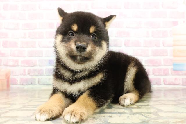 千葉県の柴犬(標準サイズ) (Coo&RIKU市原店/2025年8月24日生まれ/男の子/黒)の子犬の2枚目の画像