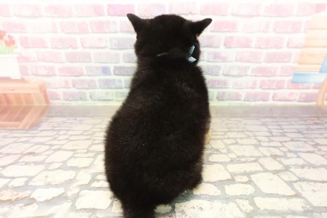 千葉県の柴犬(標準サイズ) (Coo&RIKU市原店/2025年8月24日生まれ/男の子/黒)の子犬の4枚目の画像