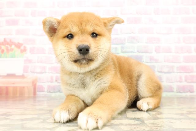 茨城県の柴犬(標準サイズ) (Coo&RIKU水戸店/2025年8月24日生まれ/女の子/赤)の子犬の2枚目の画像