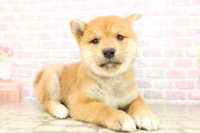 茨城県の柴犬(標準サイズ) (Coo&RIKU水戸店/2025年8月24日生まれ/女の子/赤)の子犬の3枚目の画像