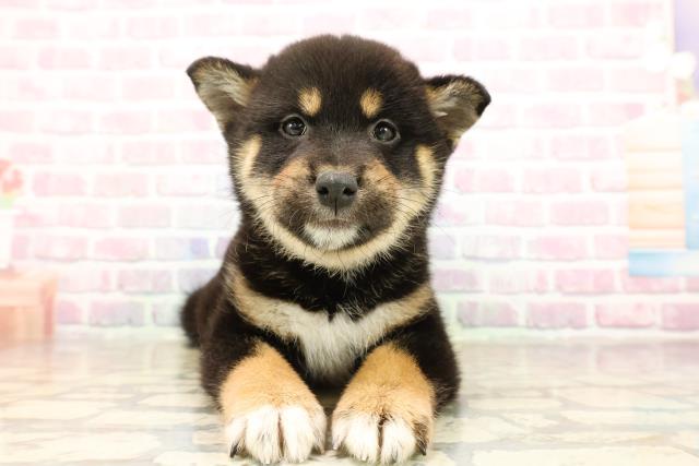 北海道の柴犬(標準サイズ) (Coo&RIKU帯広店/2025年8月24日生まれ/女の子/黒)の子犬の1枚目の画像