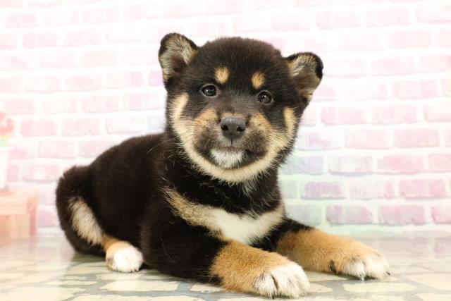 北海道の柴犬(標準サイズ) (Coo&RIKU帯広店/2025年8月24日生まれ/女の子/黒)の子犬の3枚目の画像