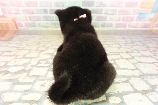 北海道の柴犬(標準サイズ) (Coo&RIKU帯広店/2025年8月24日生まれ/女の子/黒)の子犬の4枚目の画像