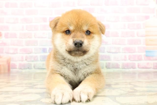 北海道の柴犬(標準サイズ) (Coo&RIKU旭川店/2025年9月1日生まれ/女の子/赤)の子犬の1枚目の画像