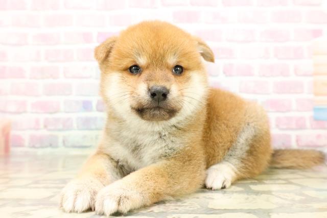 北海道の柴犬(標準サイズ) (Coo&RIKU旭川店/2025年9月1日生まれ/女の子/赤)の子犬の2枚目の画像