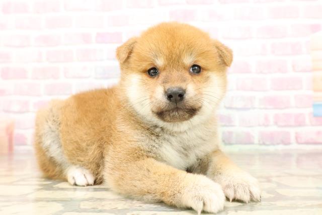 北海道の柴犬(標準サイズ) (Coo&RIKU旭川店/2025年9月1日生まれ/女の子/赤)の子犬の3枚目の画像