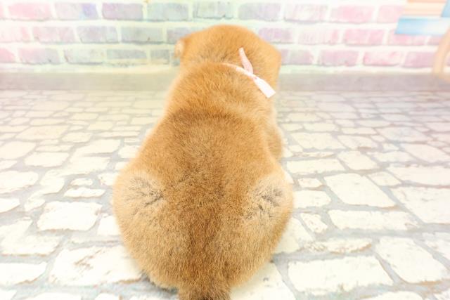 北海道の柴犬(標準サイズ) (Coo&RIKU旭川店/2025年9月1日生まれ/女の子/赤)の子犬の4枚目の画像