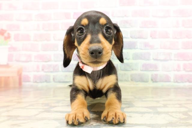 沖縄県のミニチュアダックスフンド(スムース) (Coo&RIKUイオン北谷店/2025年8月23日生まれ/女の子/ブラックタン)の子犬の1枚目の画像