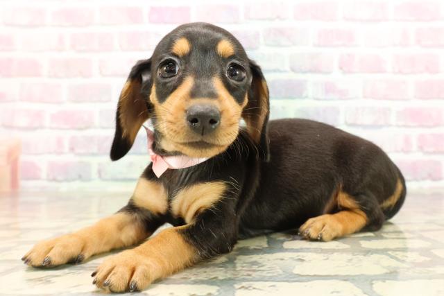 沖縄県のミニチュアダックスフンド(スムース) (Coo&RIKUイオン北谷店/2025年8月23日生まれ/女の子/ブラックタン)の子犬の2枚目の画像