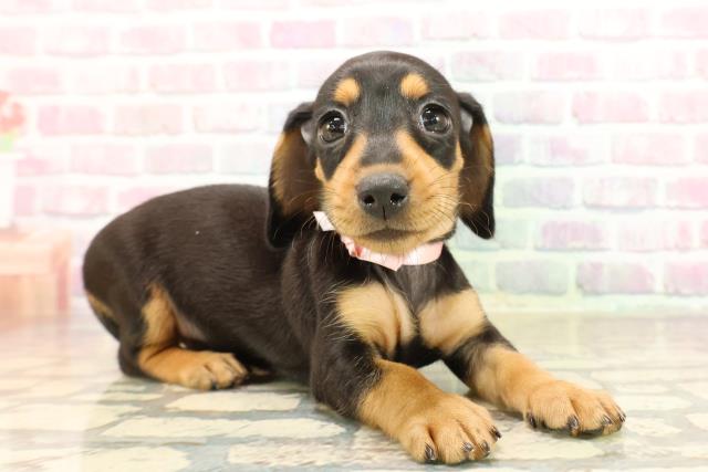 沖縄県のミニチュアダックスフンド(スムース) (Coo&RIKUイオン北谷店/2025年8月23日生まれ/女の子/ブラックタン)の子犬の3枚目の画像