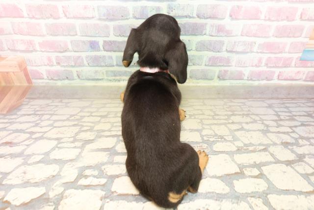 沖縄県のミニチュアダックスフンド(スムース) (Coo&RIKUイオン北谷店/2025年8月23日生まれ/女の子/ブラックタン)の子犬の4枚目の画像