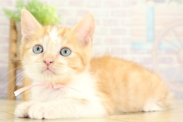 愛知県のスコティッシュフォールド (Coo&RIKU東海一宮店/2025年8月31日生まれ/男の子/レッドタビーホワイト)の子猫の3枚目の画像